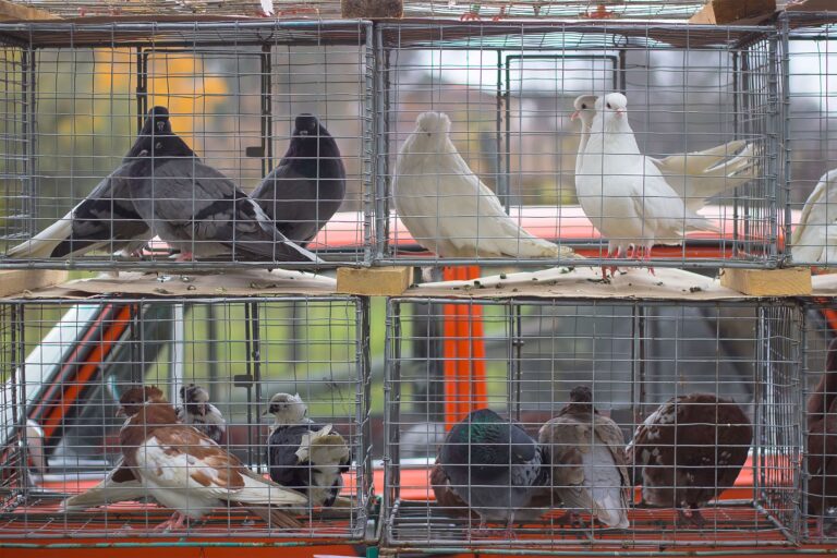 EndTheCageAge duer