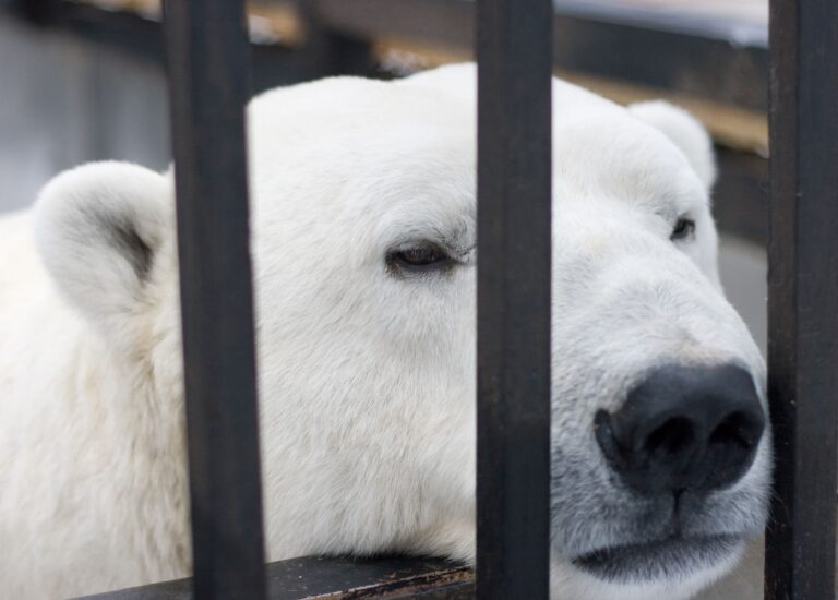 EndTheCageAge 014 - iStock-91518782 (1)