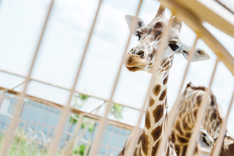 EndTheCageAge 016 - iStock-1188873829 (1)