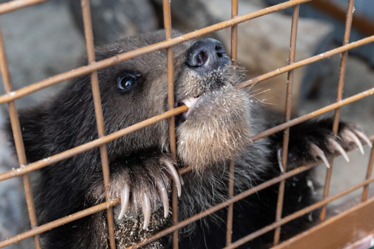 EndTheCageAge 018 - iStock-983337282 (1)