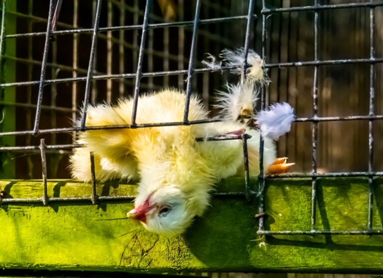 EndTheCageAge 019 - iStock-1254985044 (1)