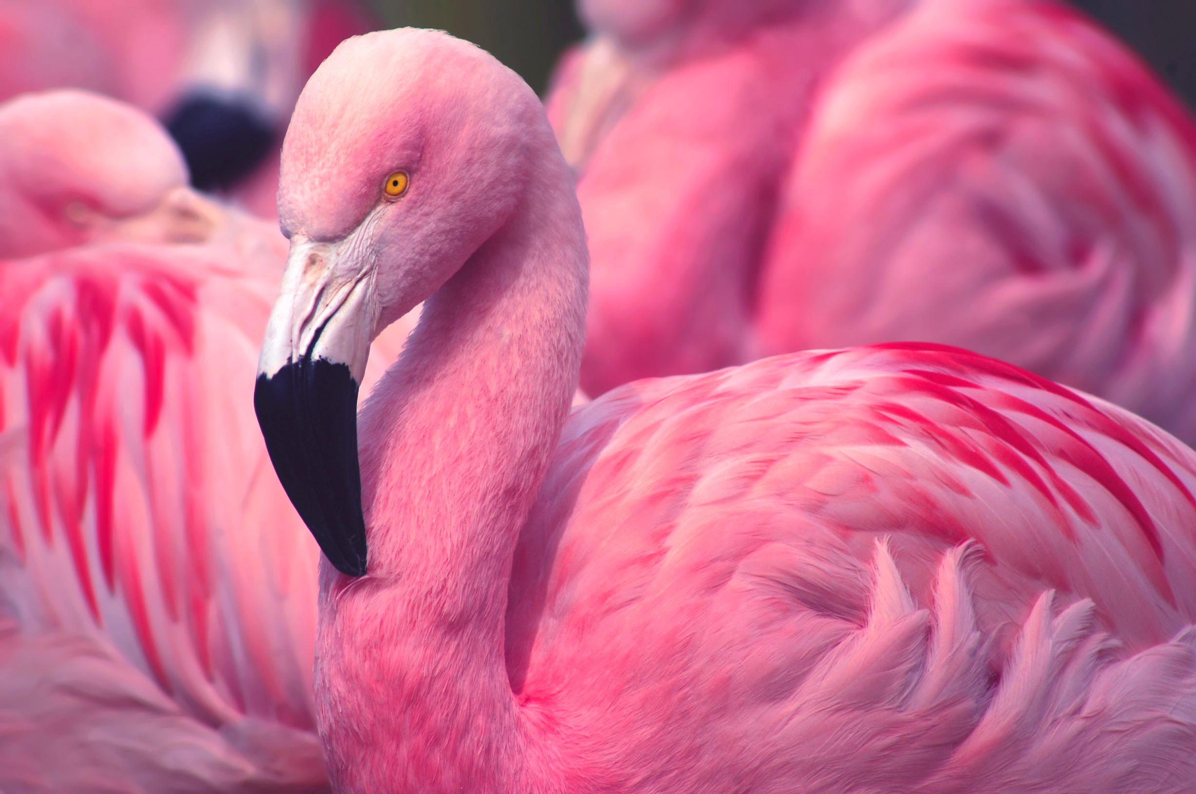 Flamingo 001 - iStock-508496270 (1)