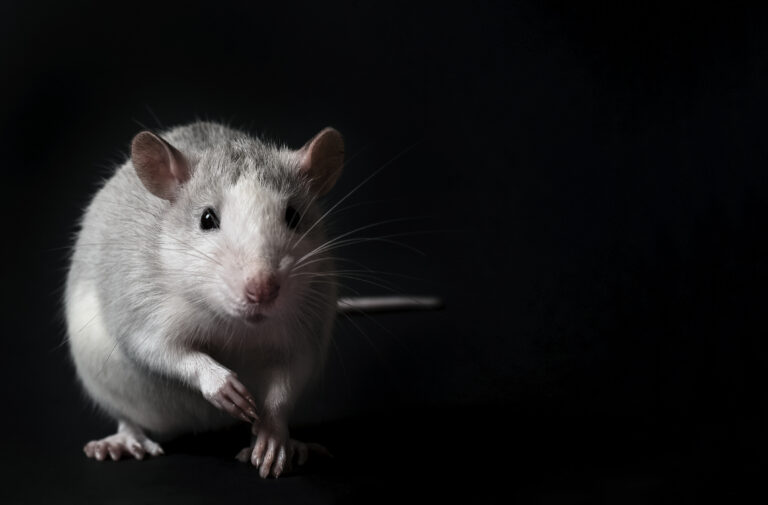Young gray rat isolated on black background. Rodent pets. Domesticated rat close up