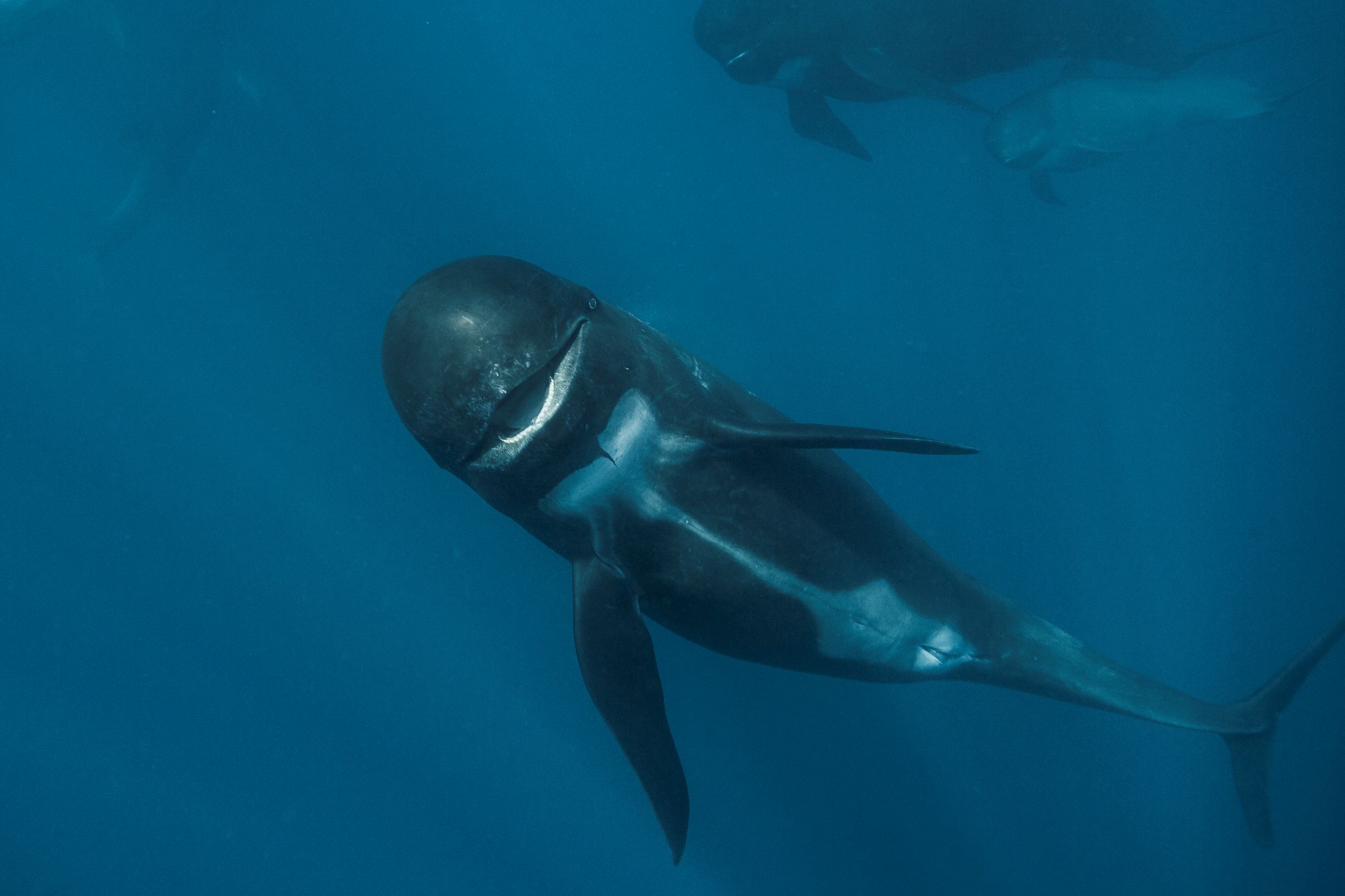 GRIND 006 - iStock (1)