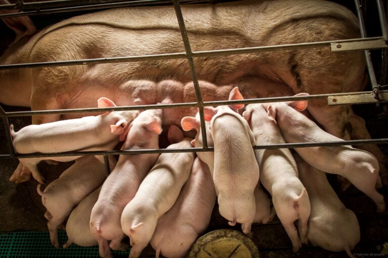 Grise 002 - iStock-1289624919 (1)