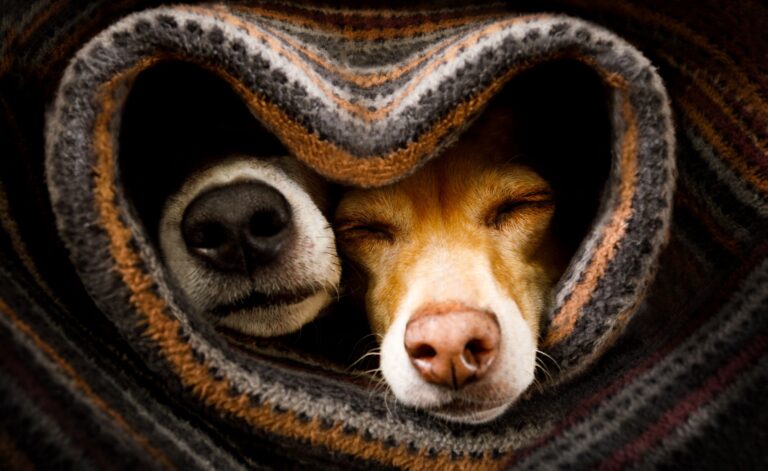 Hund 001 - iStock-1135489659 (1)
