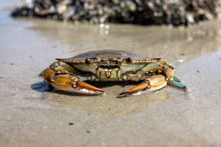 Krabbe 01 - iStock-1551191915 (1)