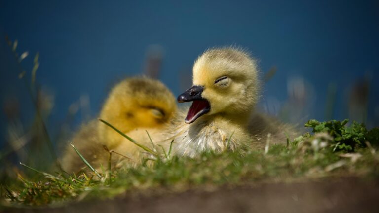 Kyllinger - iStock-1401220473 (1)