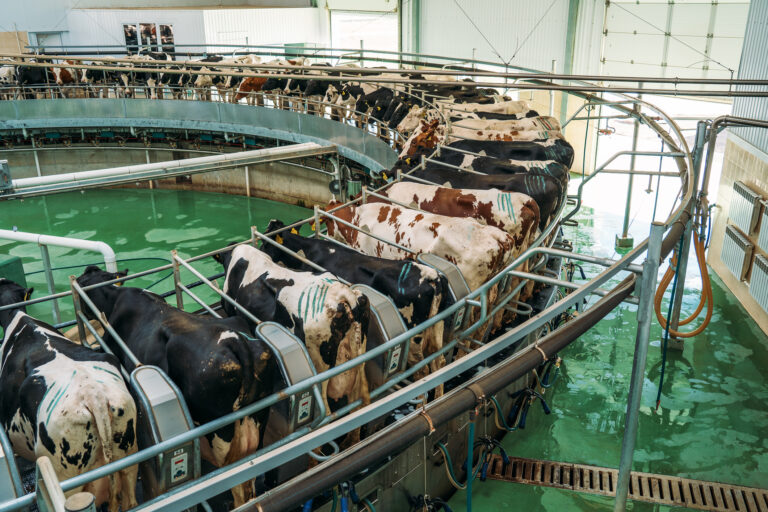 Milking cows process on automatic industrial milking system in dairy farm