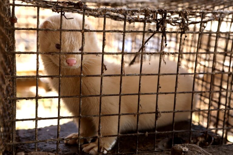 Mink