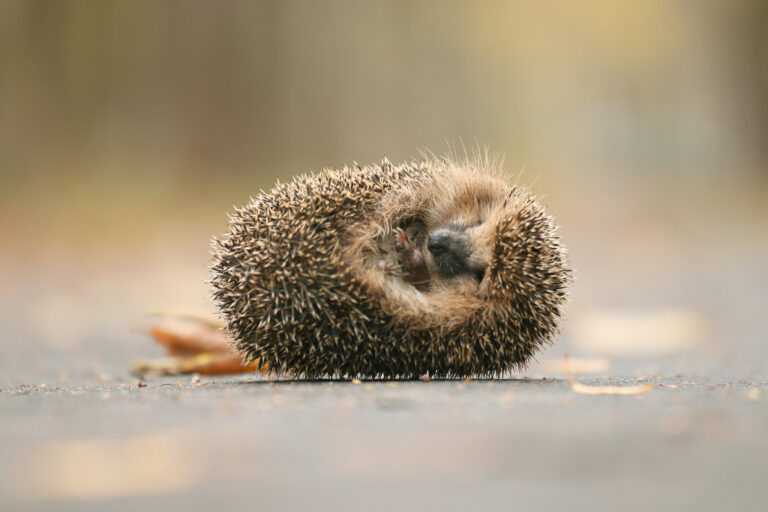 hedgehog close-up portrait