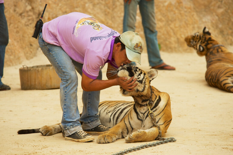 Volunteer pets Indochinese tiger in Tiger Temple Kanchanaburi, Thailand