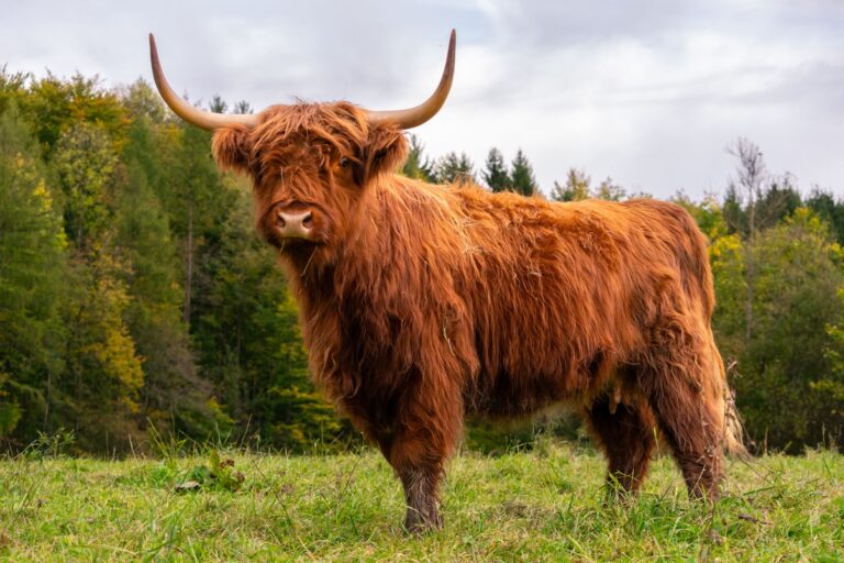 ko - iStock-1562144040 (1)