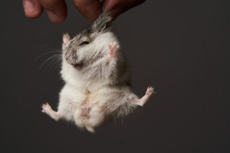 Pest control with hamster in hand, close-up