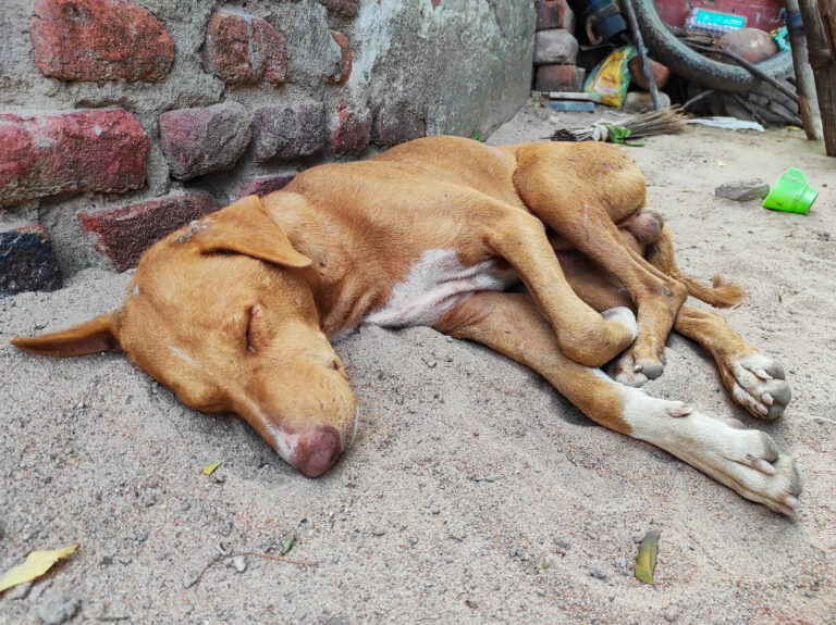 sleeping dog indian desi village