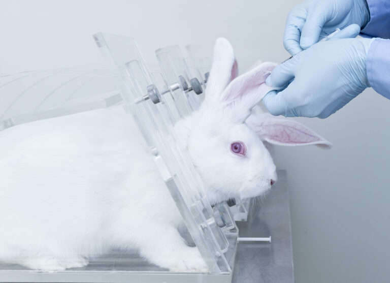 Researcher injects novel medicine into laboratory rabbit by intravenous injection