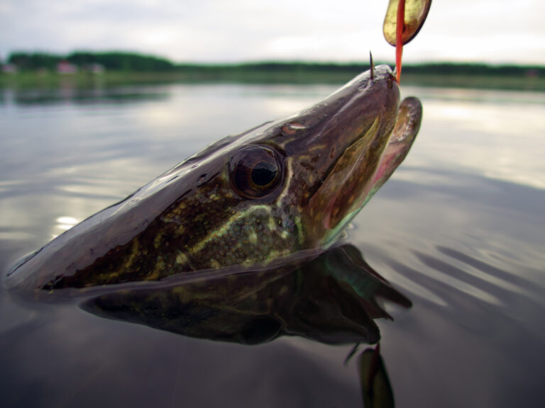 Pike on a hook